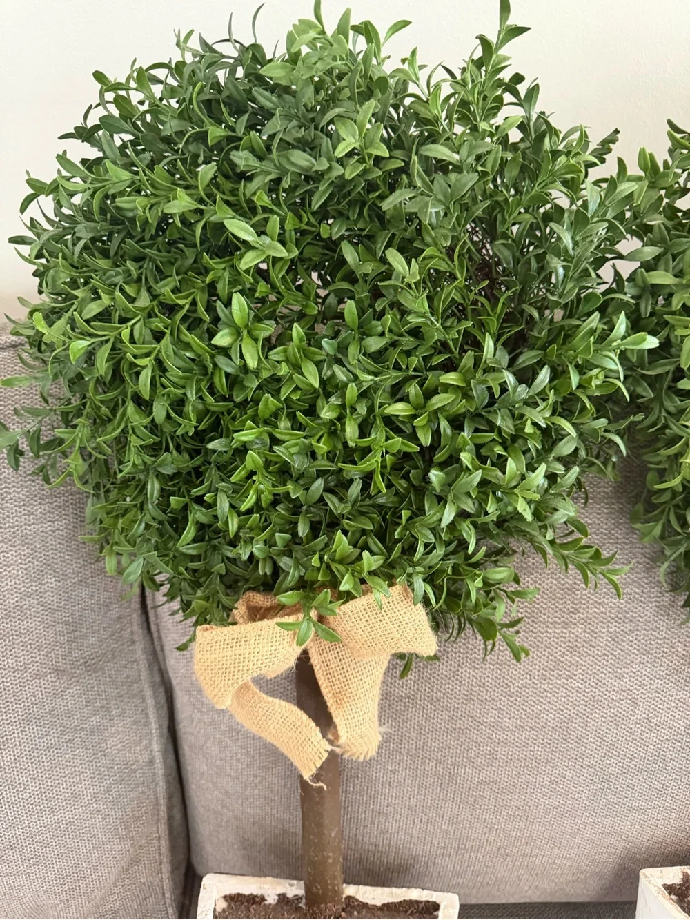 Pier 1 Green Boxwood Topiary Pair with White Pots and Burlap Bows Like New